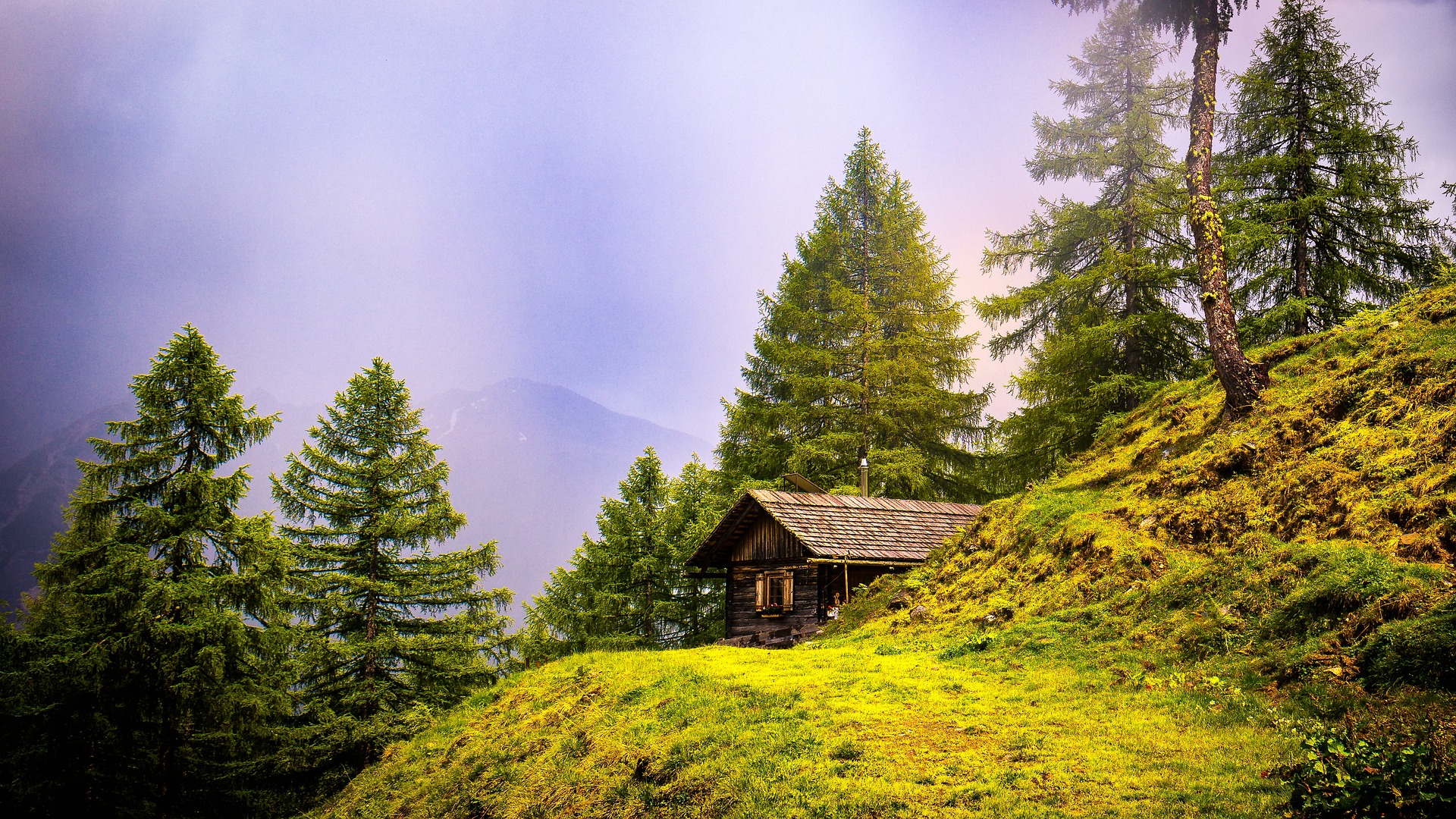 Evergreen forest and hut